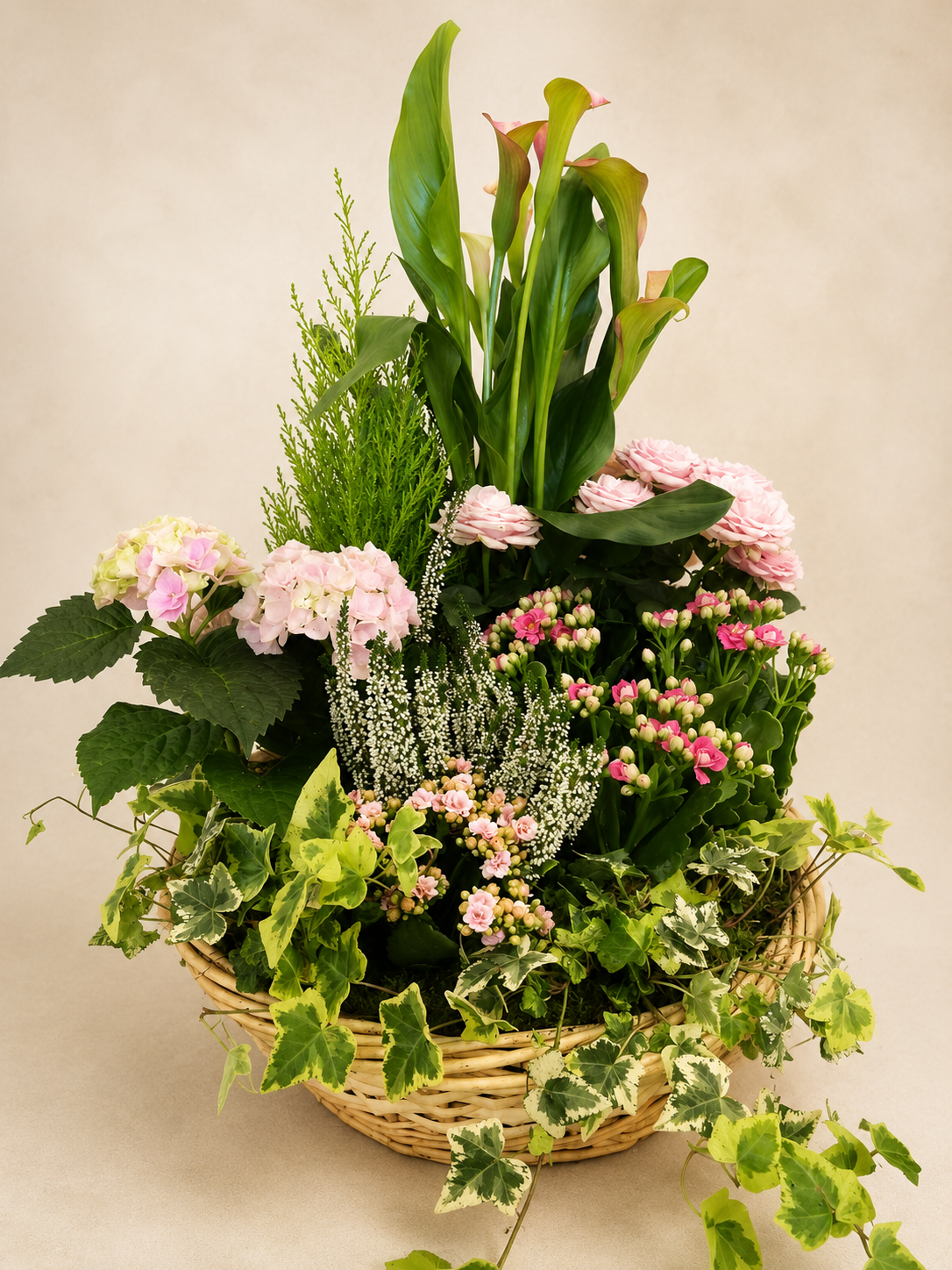 Coupe de plante - Jardin Paisible