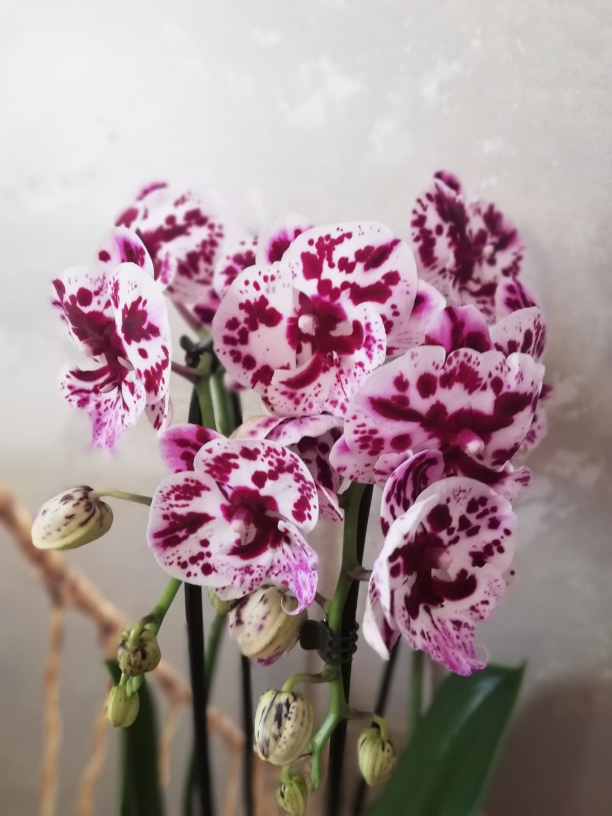 Orchidée Cascade avec son cache pot
