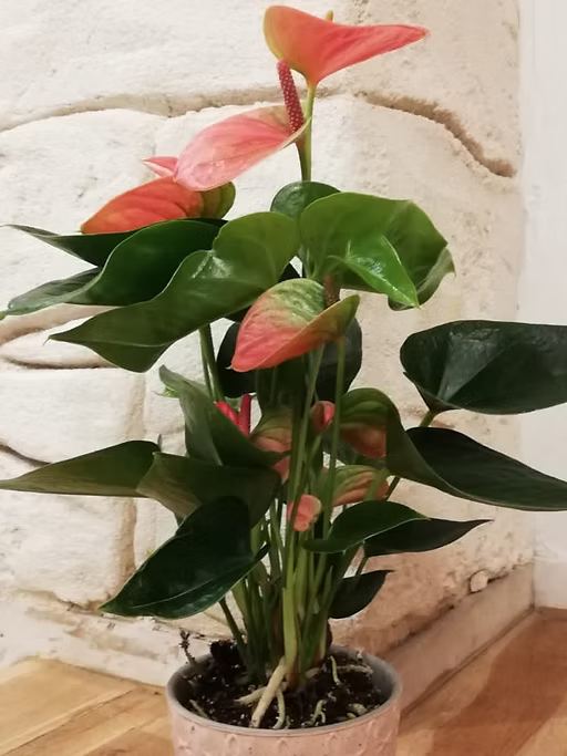 Anthurium rose avec son cache pot