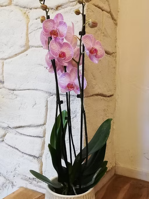 Orchidée avec son cache pot
