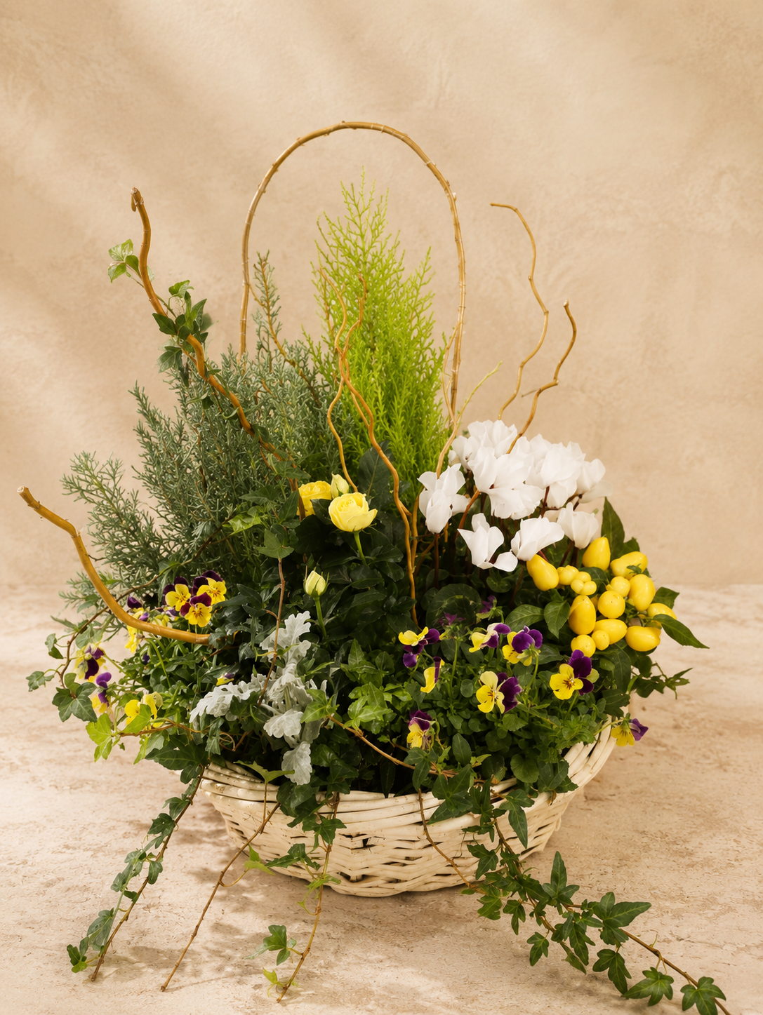 Coupe de plante - D'aurore