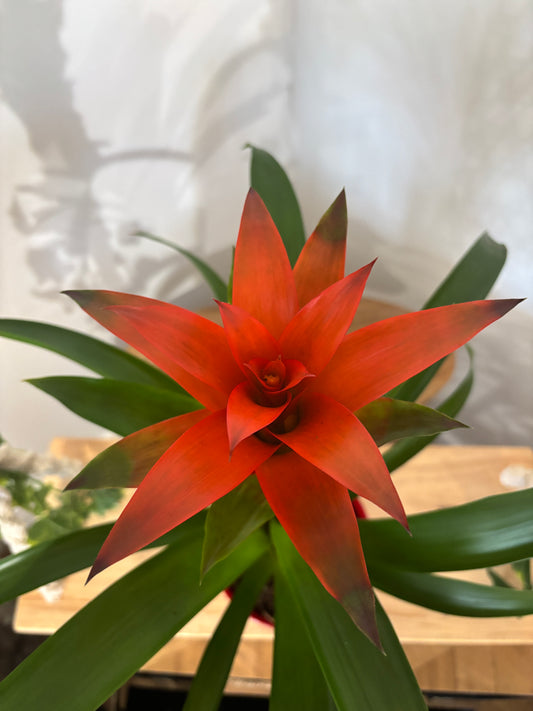 Bromelia avec son cache pot