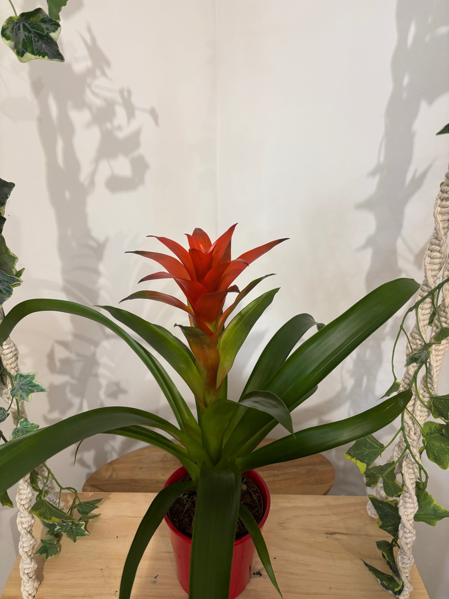 Bromelia avec son cache pot