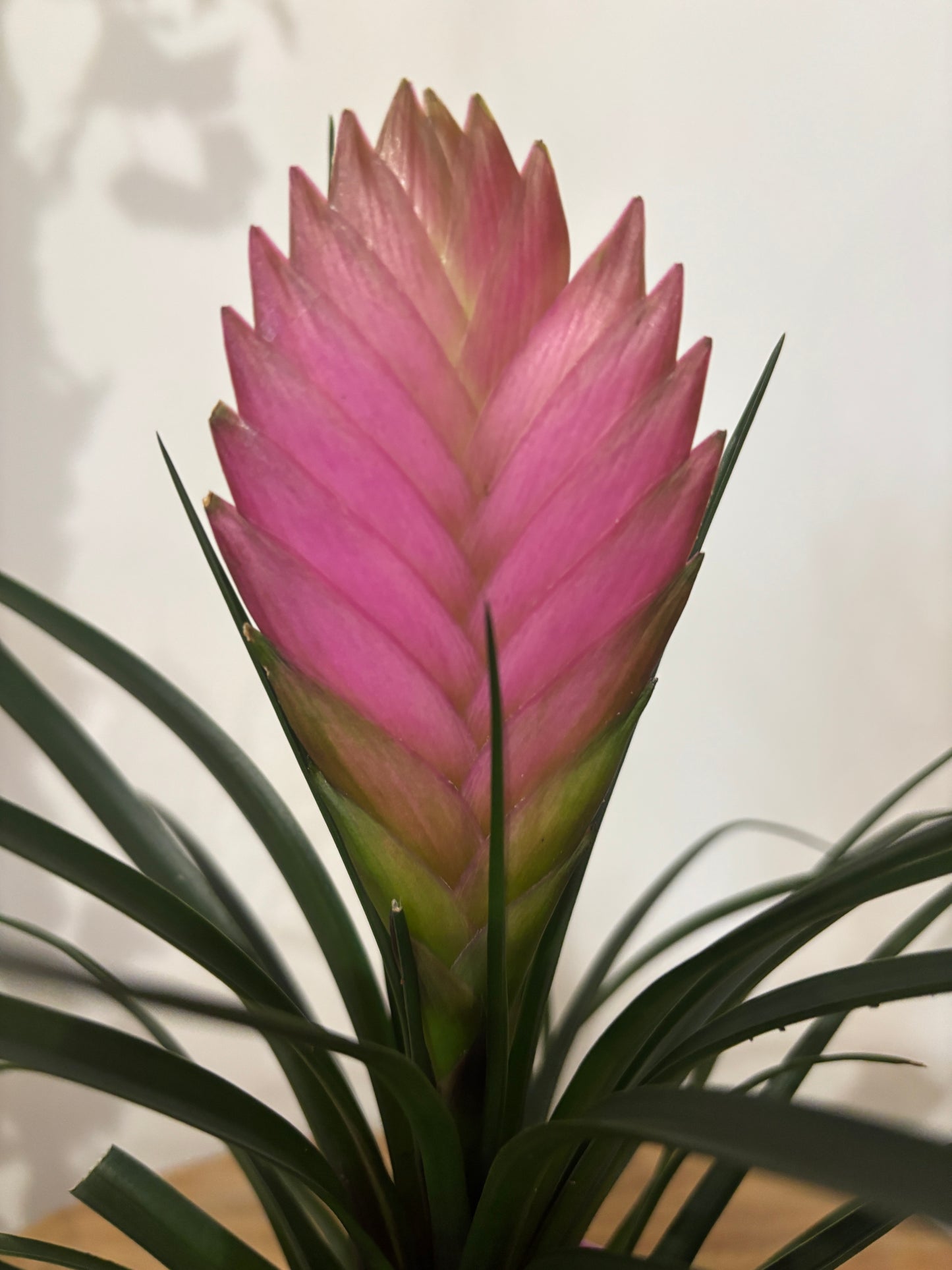 Tillandsia avec son cache pot
