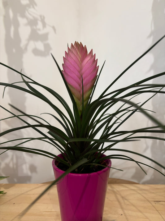 Tillandsia avec son cache pot