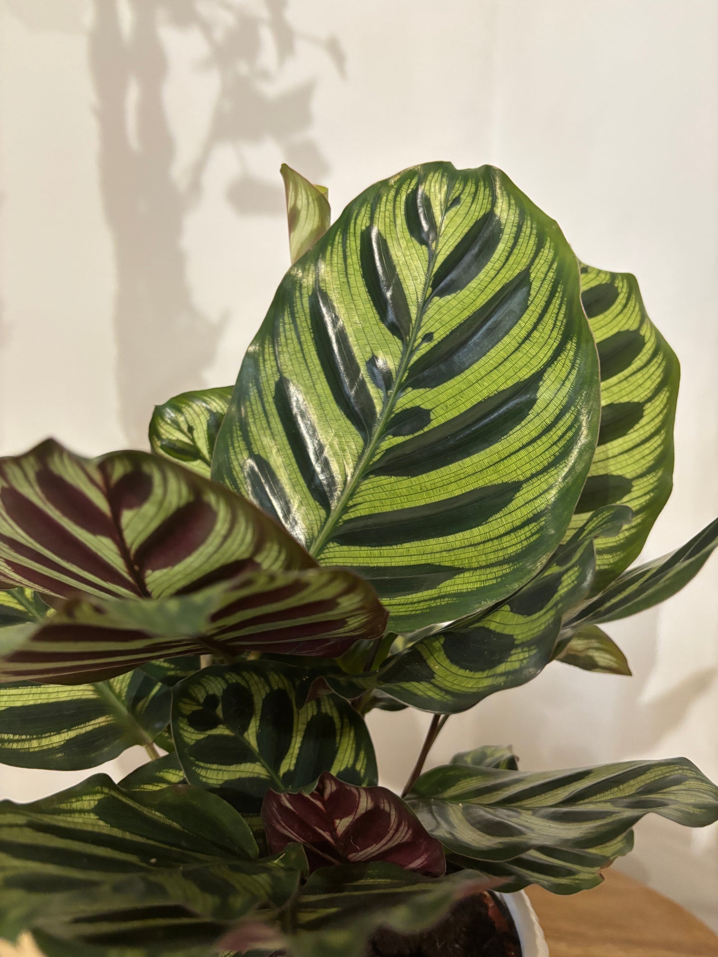 Calathea avec son cache pot