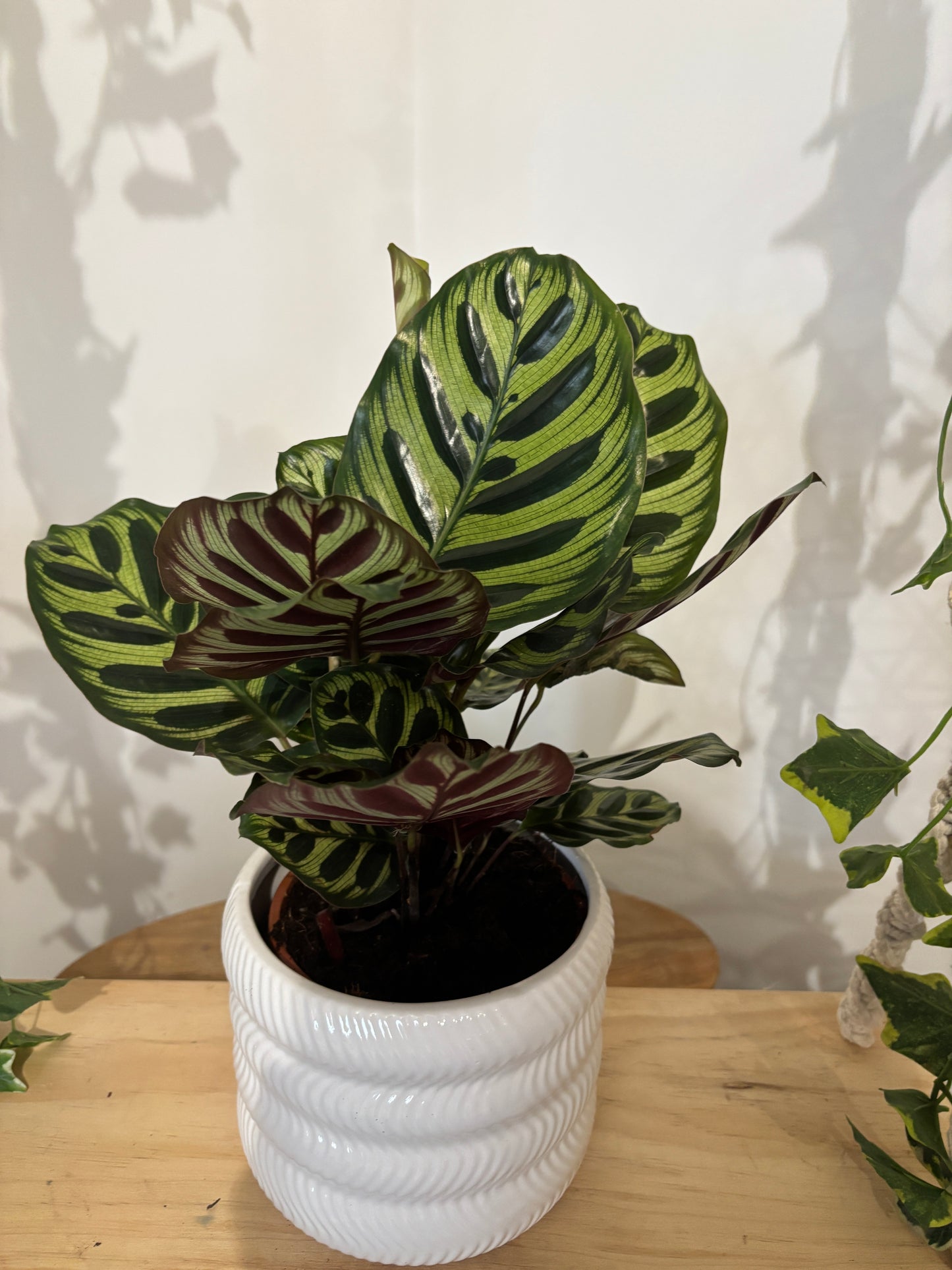 Calathea avec son cache pot
