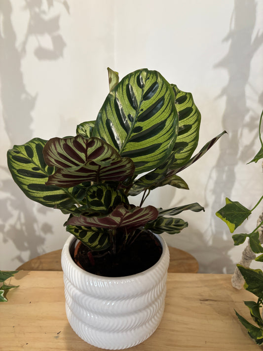 Calathea avec son cache pot
