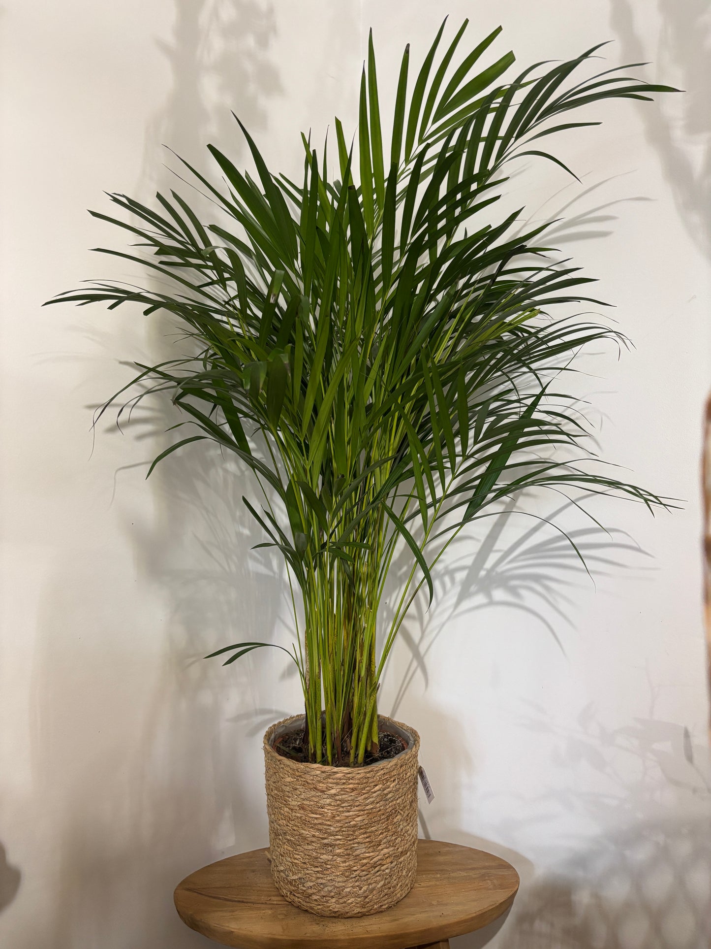 Areca