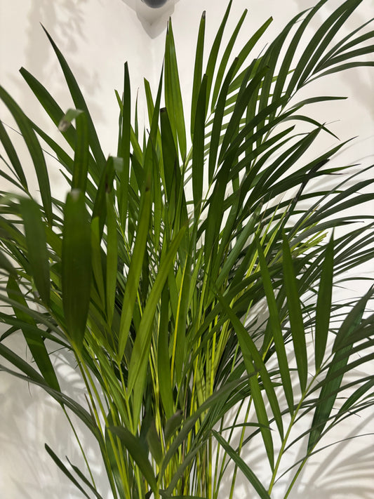 Areca