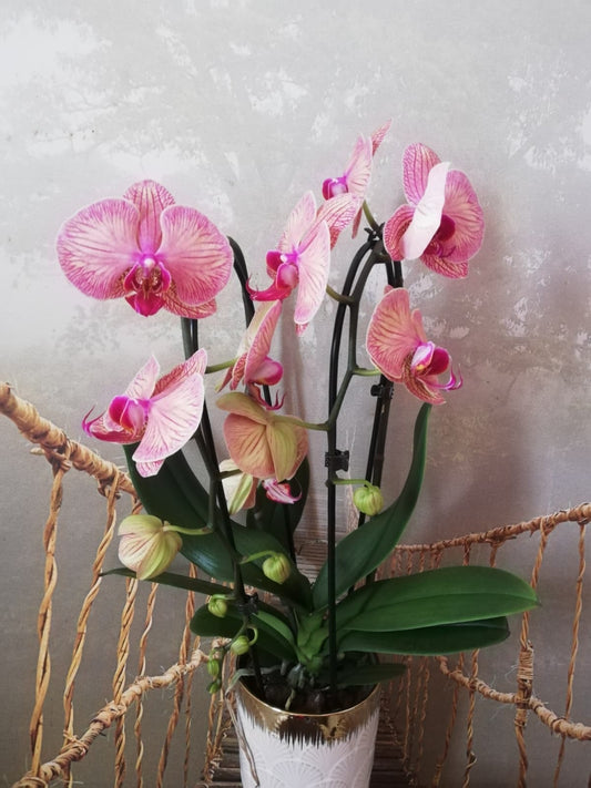 Orchidée Cascade avec son cache pot