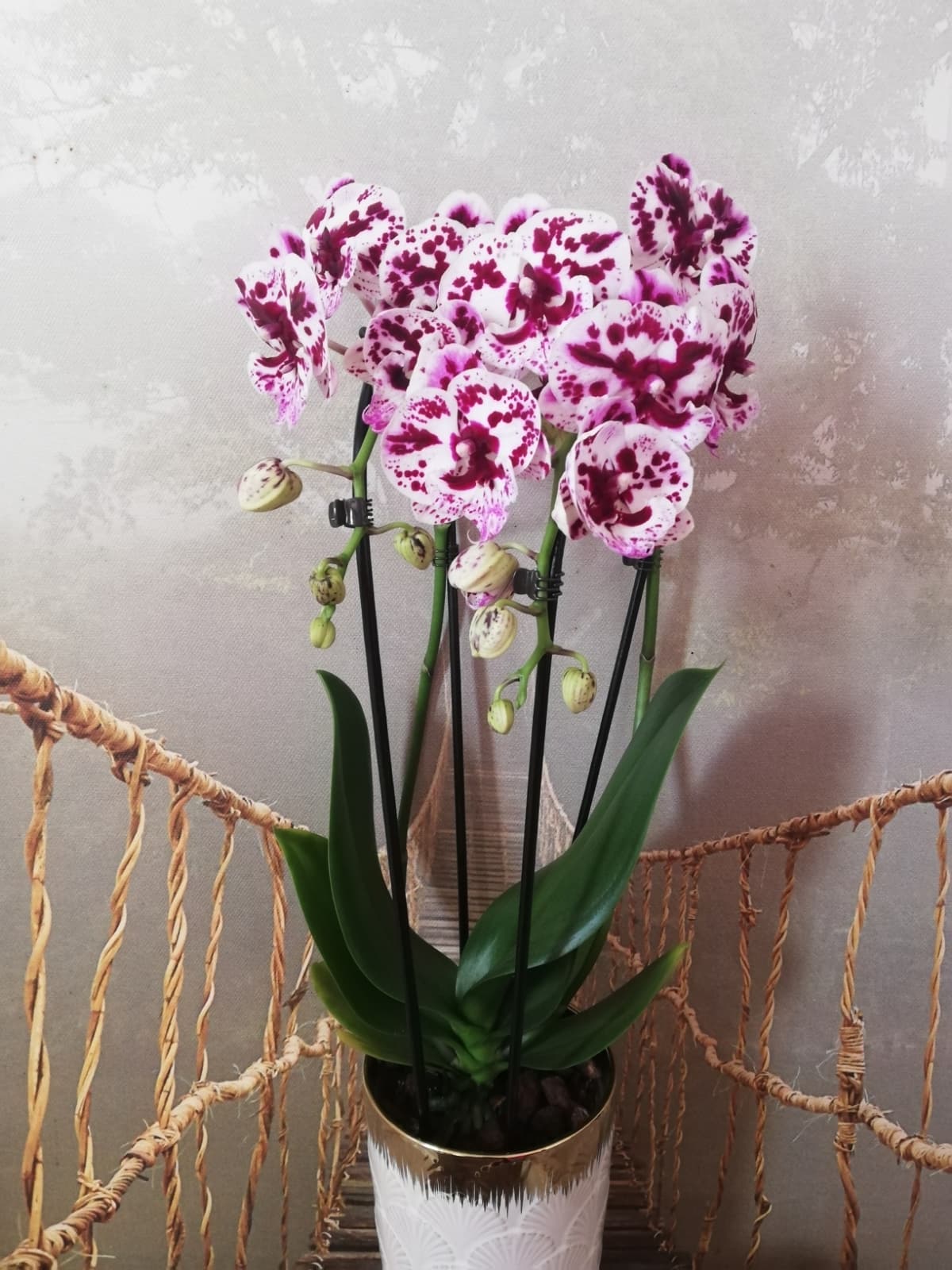 Orchidée Cascade avec son cache pot