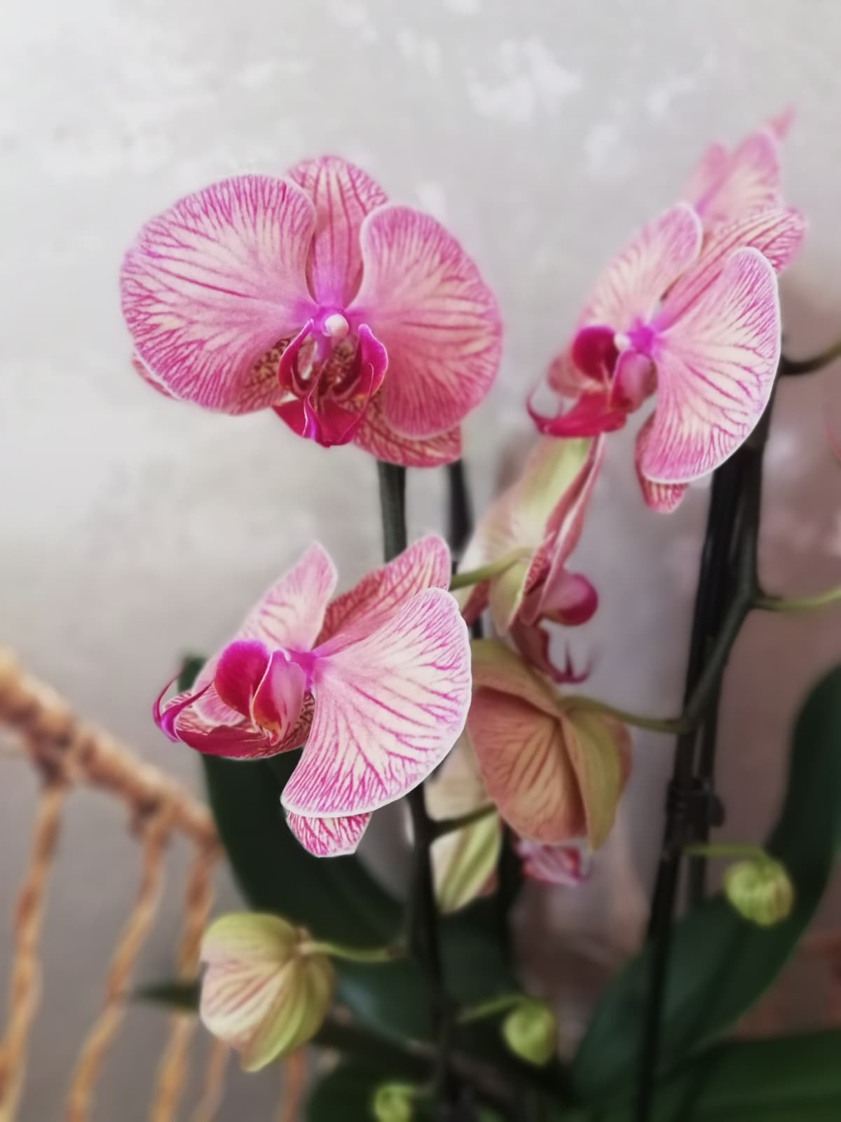 Orchidée Cascade avec son cache pot
