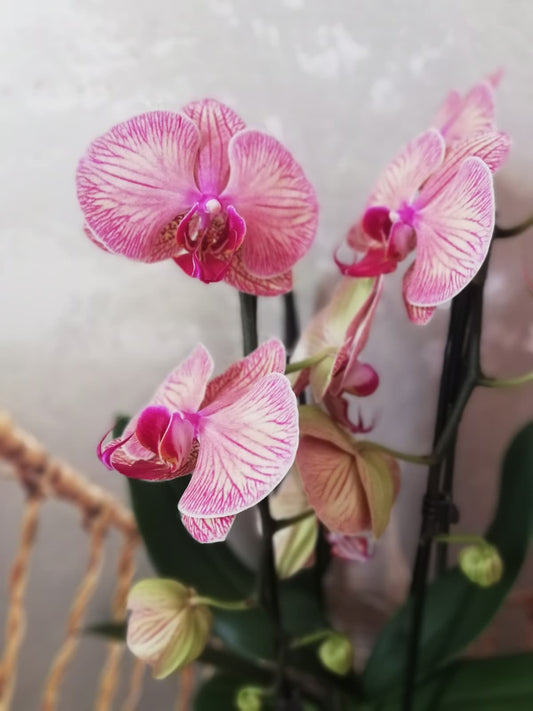 Orchidée Cascade avec son cache pot