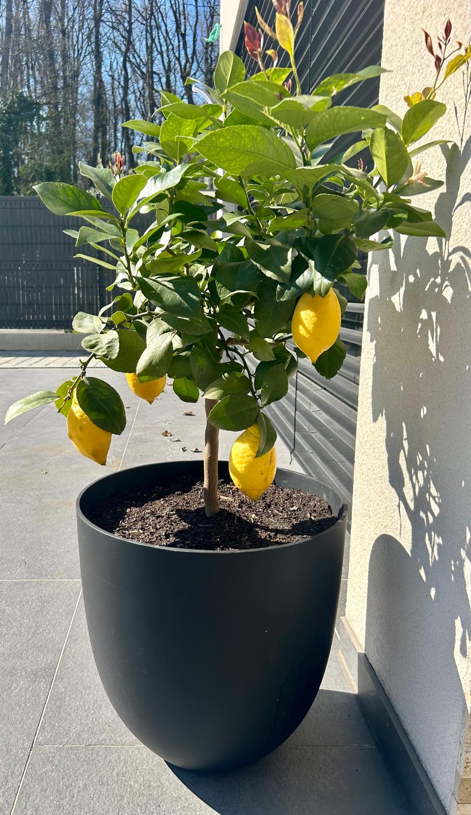 Citronier