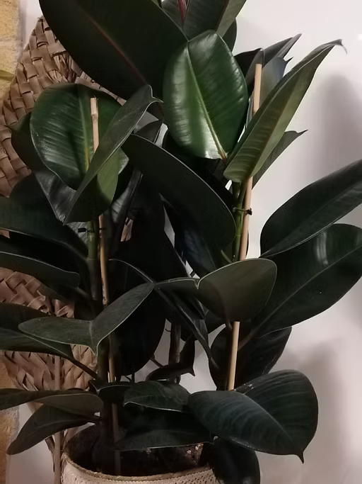 Ficus caoutchouc