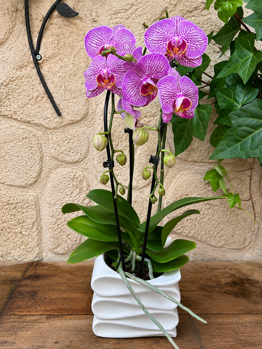 Orchidée Cascade avec son pot
