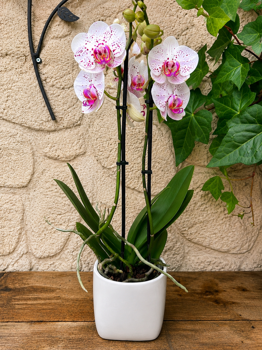 Orchidée avec son pot