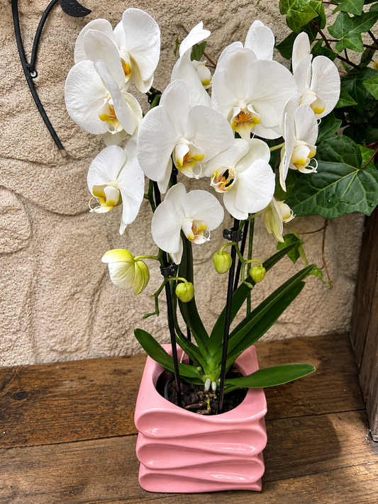 Orchidée pour Toujours