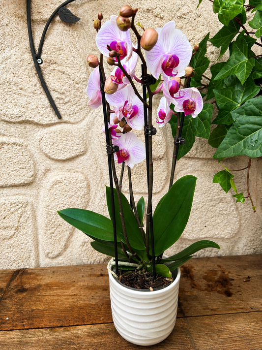 Orchidée avec son pot