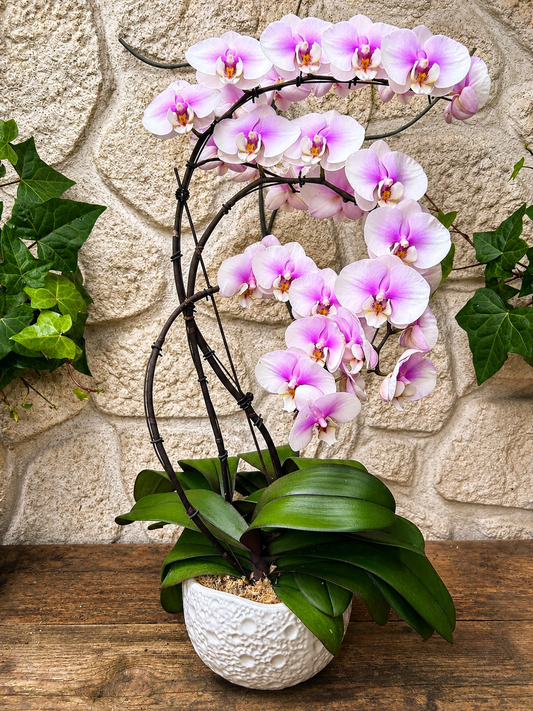 Orchidée Intense