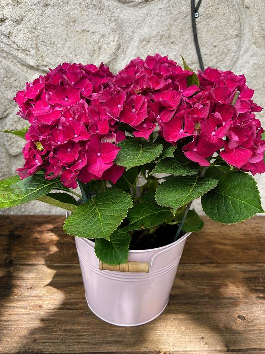 Hortensias Français avec son pot