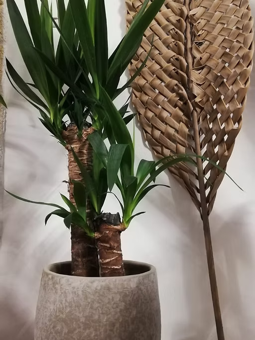 Yucca