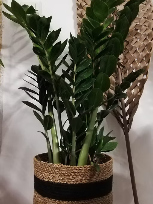 Zamioculca avec son panier